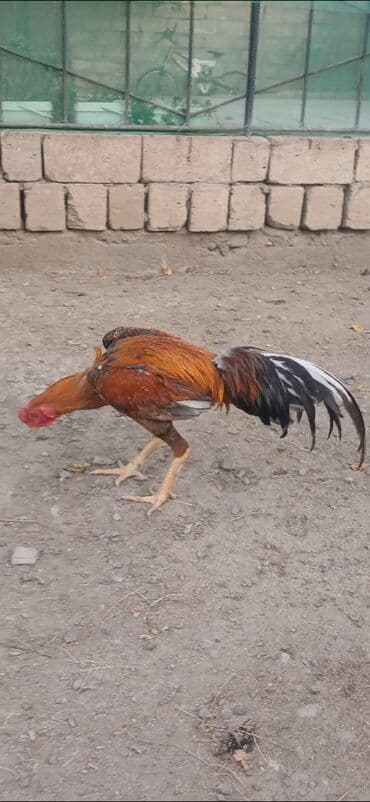 dovşan balaları: Məhsul: Uzunboyun döyüş xoruzu (ASEL tipli görünüş) Xüsusiyyətlər: - — 3