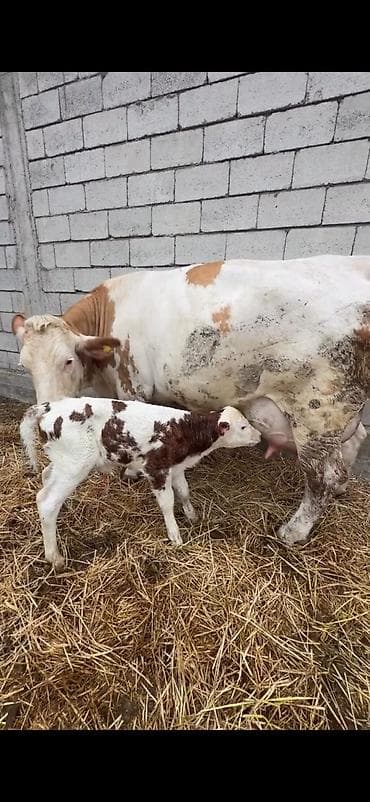 Satılır: inək buzovu ilə birlikdə - Cins tipi: Simental tipli