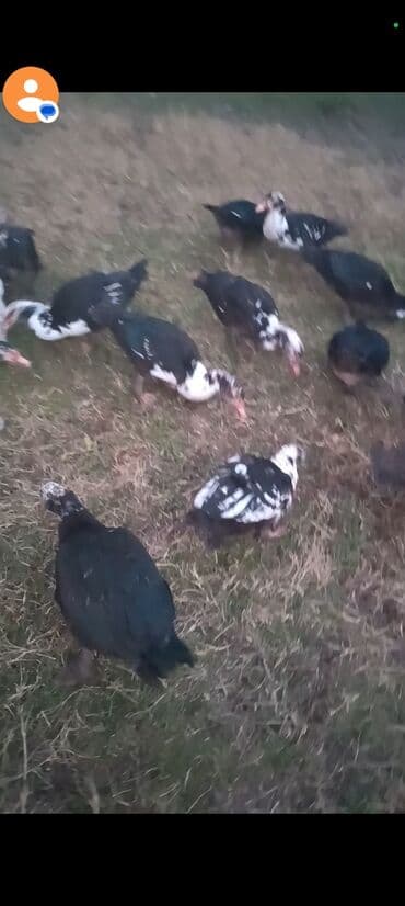 Ferrari: Musk ördəkləri (barbarı) satılır. - Rənglər: qara, ağ və qarışıq — 2