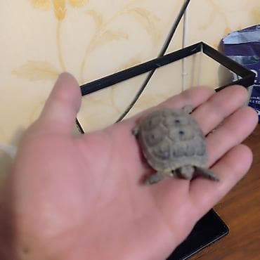 Quru tısbağalar – balaca ölçülü ev heyvanları - Növ: Quru tısbağa — 3