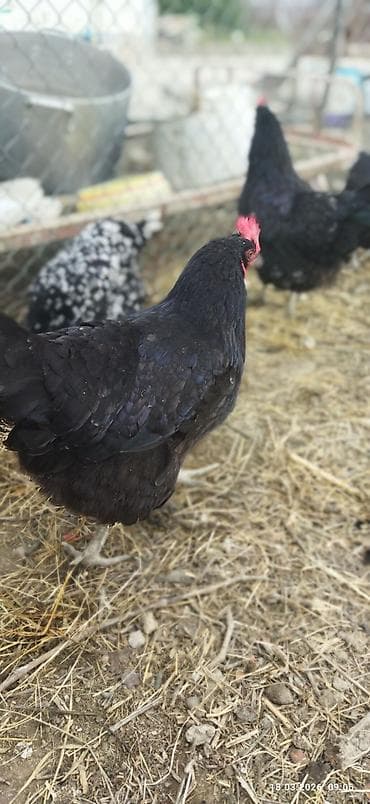 Eşşəklər: Toyuq, Yumurtalıq, Ödənişli çatdırılma — 4