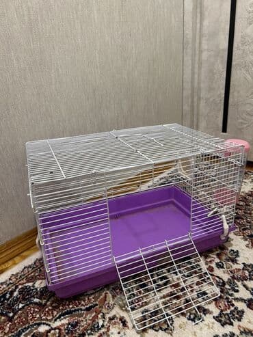 Dovşanlar: Derslerme göre baxa bilmirem satıram erkekdı 6 aylıqdı üsdünde su qabı — 2