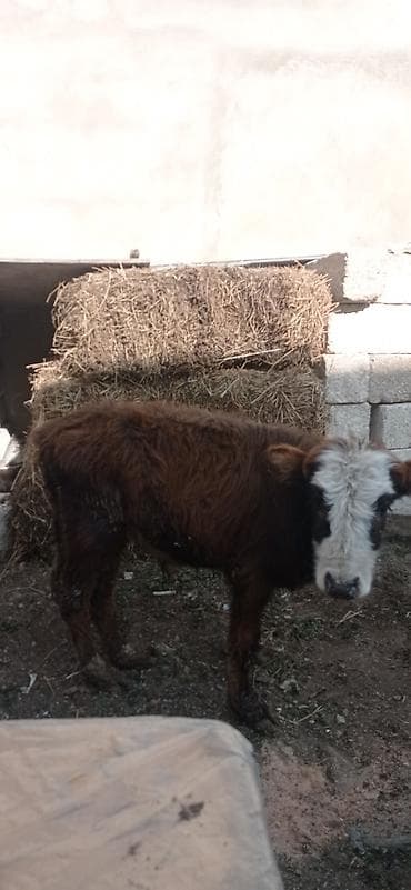 Satılır: balaca dana - Cins: qarışıq (qəhvəyi bədən, ağ-al rəngli
