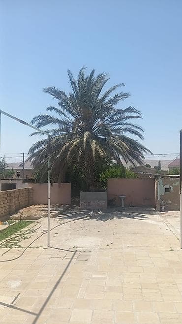 lipa ağacı: Xurma (xurma/xurmanın dəvətpalması) ağacı satılır - Növ: Xurma — 2