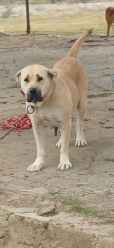 İtlər: Qurdbasar, 3 il, Dişi, Peyvəndli, Ödənişli çatdırılma — 7