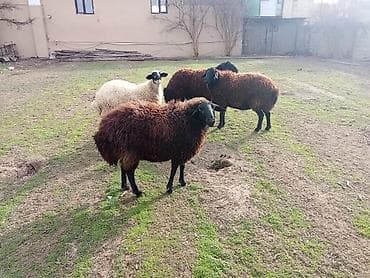 Qoyun və Qoç — Novxanı, Abşeron - Say: 3 qoyun + 1 qoç - Rənglər lalafo.az -da Qoyun və Qoç — Novxanı, Abşeron - Say: 3 qoyun + 1 qoç - Rənglər