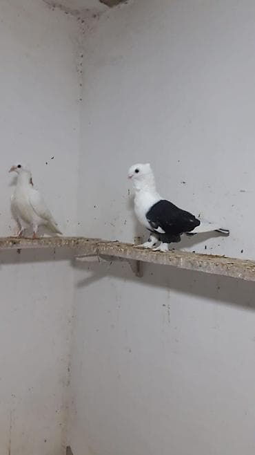 bildirçin quşu: Hazır cüt türk sortu hunkariler quyruqlari lentali.mayasi sarı — 6