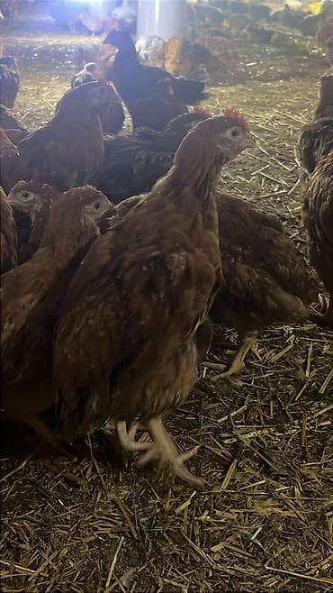 cins atlar: Toyuq, Ətlik, Pulsuz çatdırılma — 3