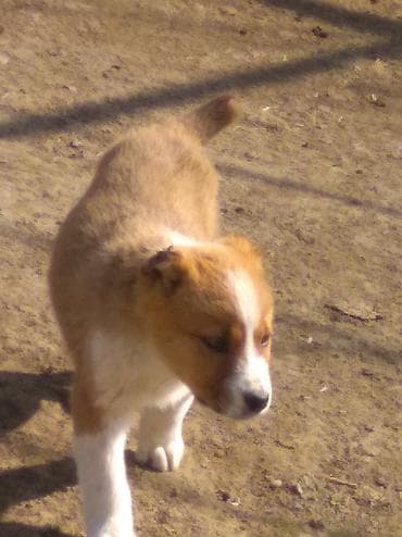 ucuz ev itləri: Alabay, Dişi — 4