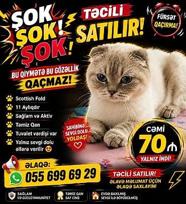 pisik bala: Təcili satılır razılaşma var — 1