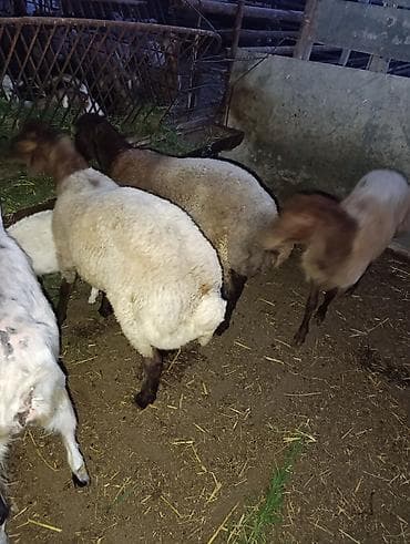 korpə quzu: SALAM HEYVANLAR TELEFONDA GORDUYUNUZ KİMİDİ CİNS QUZULARDİ HEYVANDAN — 9