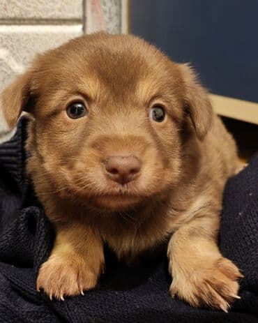 Akvariumlar: 2 ay, Dişi — 1