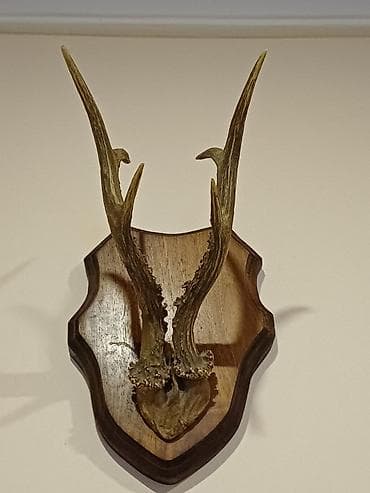 Divar üçün tebii, dekorativ Cūyūr buynuzu kompozisiyası - Təbii