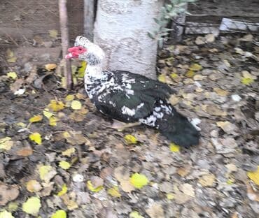 Digər kənd təsərrüfatı heyvanları: Erkək, | Lal ördək, Ətlik — 3