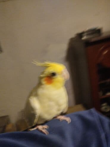 Great Wall: Növ: Nimfa tutuquşu (cockatiel), açıq sarı rəng, yanaqlarda narıncı — 2