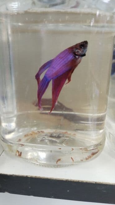 oskar balığı: Betda baliglari 10azn Akvarium baliglarinin satiwi 🦈 Danio baligi — 3