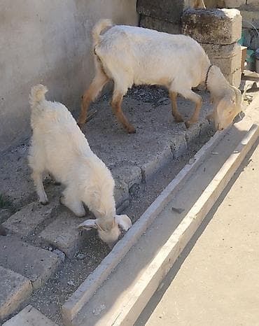 cin bıldırcını: Satılır: 1 ana keçi və 1 bala keçi (ağ rəngli). Xüsusiyyətlər: - Ana — 2