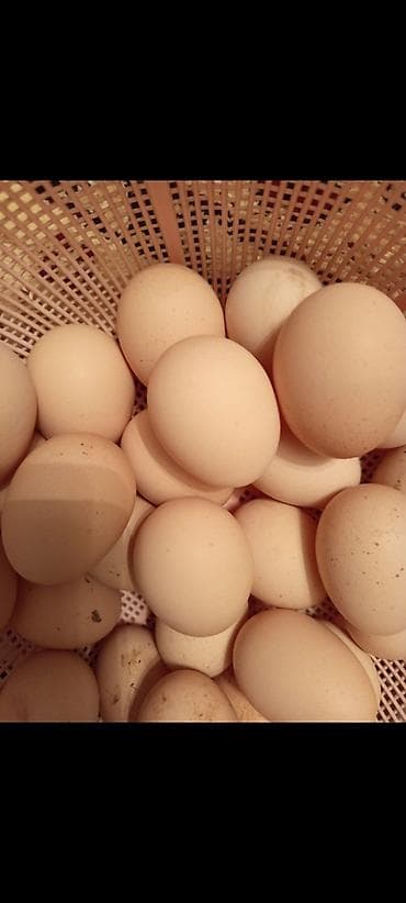 nar satıcı: Teze buramo yumurtasi satilir 30 denedi kime lazm olsa desin hami — 2