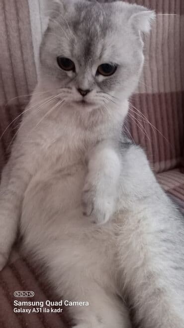 it satisi baku: Şotland, Dişi, Yaxşı əllərə, Ünvandan götürmə — 1