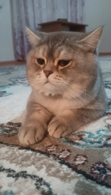 şinşila pişik satılır: Şinşilla, Erkək, Cütləşmə üçün — 1