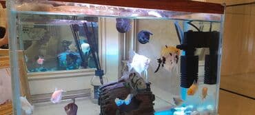 bmw 1 серия 114i mt: Прямоугольный аквариум, Вместе с рыбами, 20 л, Самовывоз — 1