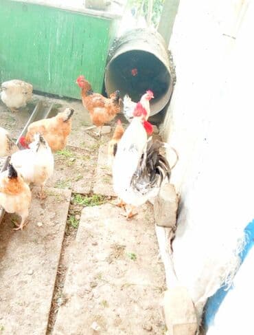 Toyuq, Damazlıq — 2