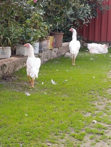 Ağ rəngli yerli toyuqlar – uzunsov bədənli, hündür ayaqlı, aktiv və