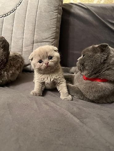 Şotland lalafo.az -da Şotland