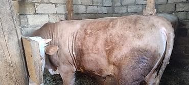 - Növ: İnək (əmtəəlik ətlik istiqamət) - Rəng: Açıq-qəhvəyi-bənövşəyi