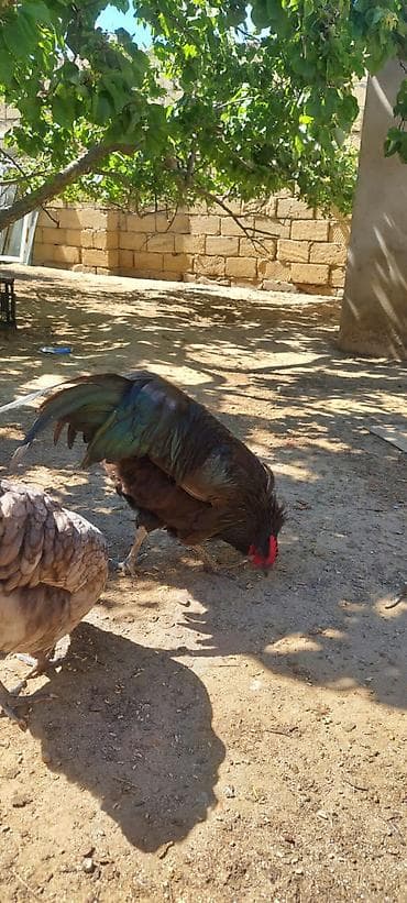 toyuq satilir: Toyuq, Australorp, Damazlıq — 6