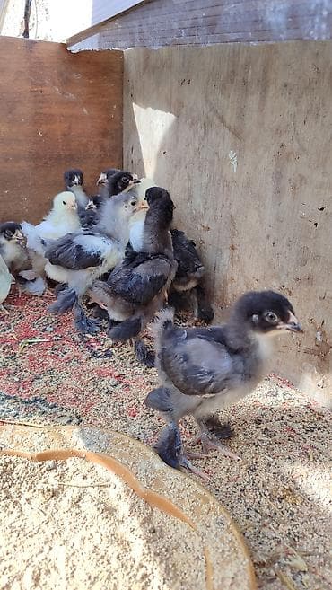 Cücələr: Toyuq cücələri, Damazlıq, Ünvandan götürmə — 1