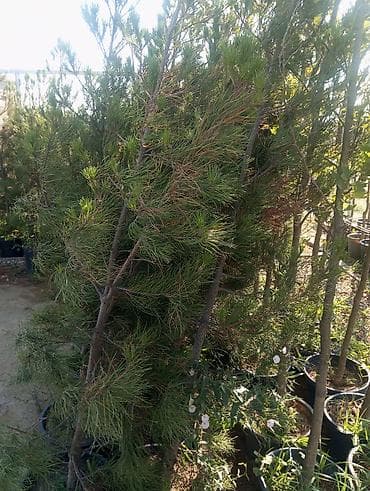 çöl bitkiləri: Bağ-bitki uşaq bağçası üçün müxtəlif dekorativ bitkilər və ağaclar — 8