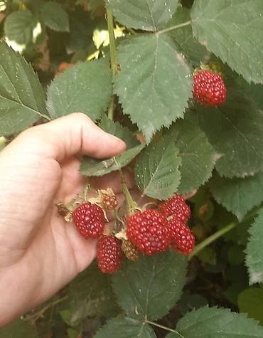 Ağaclar: Böyürtgən tinqləri satılır. Xarici sortdur iri böyürtgənləri olur — 4
