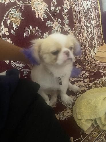 itlerin satisi ucuz: Pekines — 4