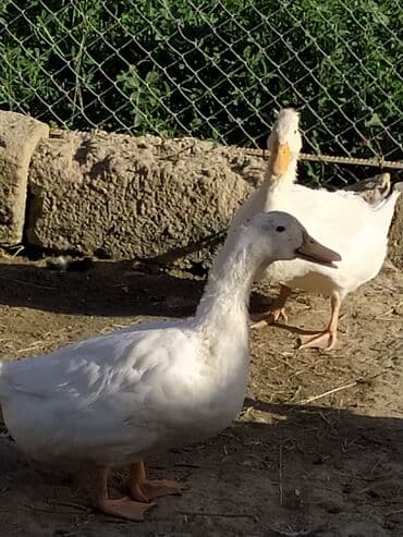 ördək balası satışı: Qışqıran ördəklərdir✅️ Kəkilli var✅️ Bəzəkli var✅️ Sadəsi var✅️ Qara — 13