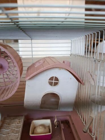 купить клетку для морской свинки: Xəzərtikanlı/siçan kimi kiçik kemiricilər üçün tam dəst qəfəs — 5