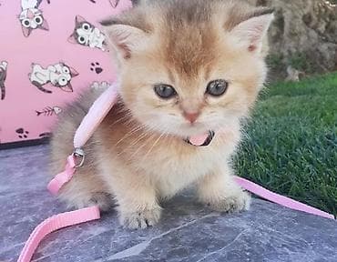 ev pişiy: Yaxşı əllərə — 6