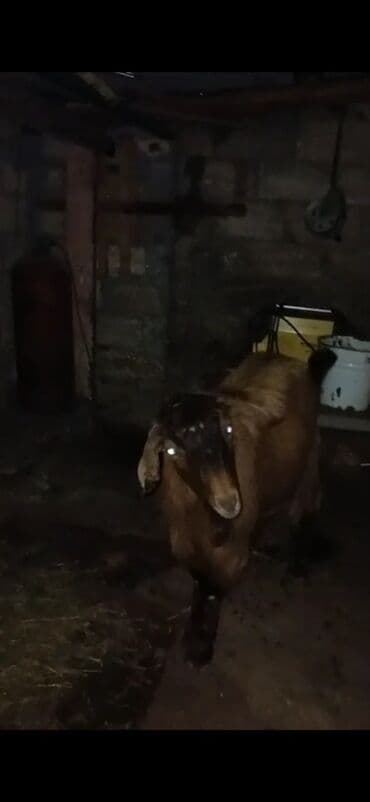 cəpis: Məhsul: Qoyun/keçi (qəhvəyi rəngdə, qulaqları sallanan, buynuzsuz tip) — 7