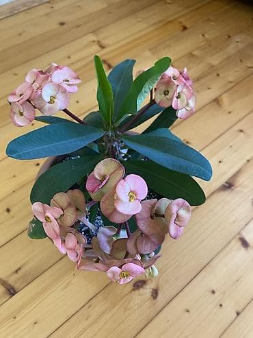 elde gul sekilleri: Məhsul: Euphorbia milii (Tikanlı Tac) – saksı bitkisi Təsvir: - — 1