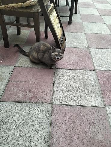 van pişiyi: Dişi, Ünvandan götürmə — 1