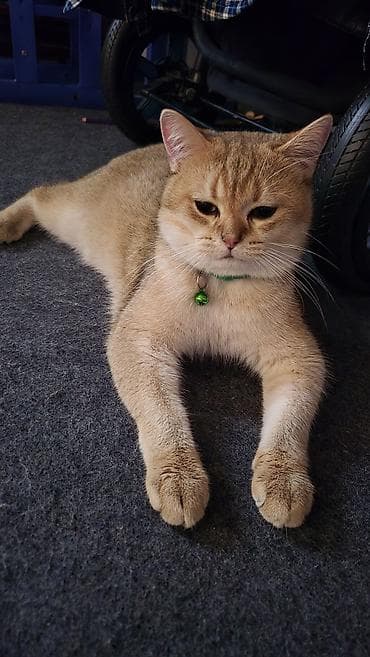 Золотая шиншилла, Самец, Для вязки at lalafo.az Золотая шиншилла, Самец, Для вязки