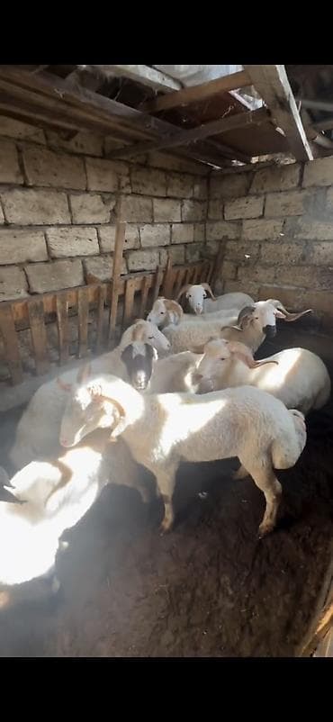 itler pikines per page 40: Qurbanlıq üçün qoç və quzular – yerli cins - Ağ rəngli, bükülü — 8