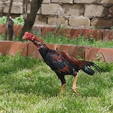 döyüş xoruzu: Salam Aleykum. Allah hamının malına bərəkət versin. Saf qan beçə 9 — 8