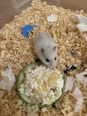 evren cuce yemi: Djungarian hamsterlər – balalar var, ortalar var, boyukler var🫶🏻 — 2