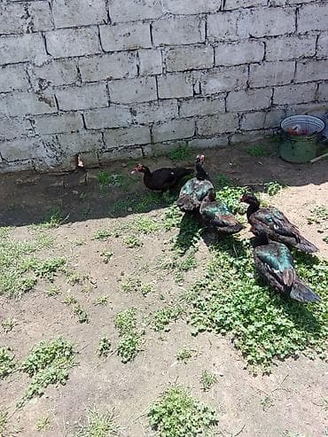 pitbul erkek: 4 dışı zumurut bir erkey satlir yumurtalayir dişler 22 manat erkey 30 — 2