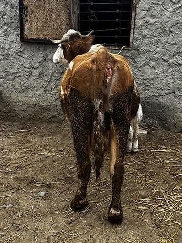 Рогатый скот: Erkək balalı inək satılır. Təmiz simmental cinsidir.Balası da — 3