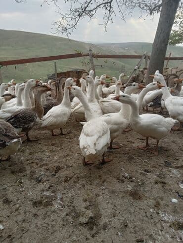 xacmazda satilan inekler: Qaz sürüsü – ev şəraitində saxlanılan, otlaq və geniş həyətə uyğun — 5