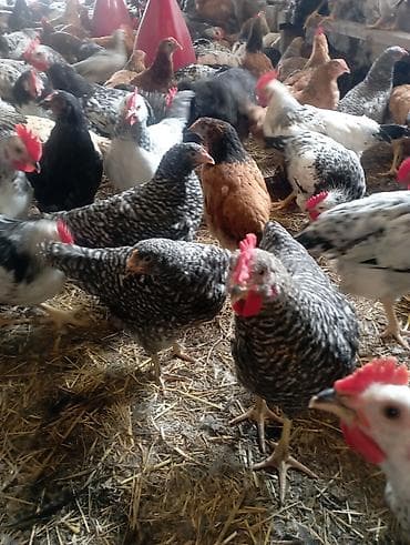 Toyuq, Damazlıq lalafo.az -da Toyuq, Damazlıq