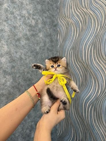 british shorthair: Britan — 4