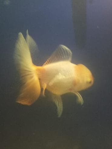 Gəmiricilər: Salam hazir bala veren iri olculu,papaqli arandalar satilir. Olcusu 15 — 9